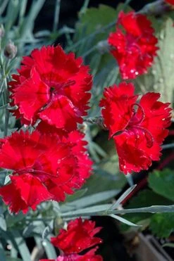 Fire Star Dianthus (Carnation) - 5 Pack Of Quart Pots -Garden Plant Shop dianthus fire star cottage pinks 101 2