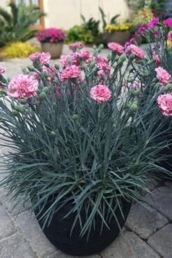 Pinball Wizard Dianthus - 6-Pack Of 1 Gallon Pots -Garden Plant Shop dianthus pinball wizard 10