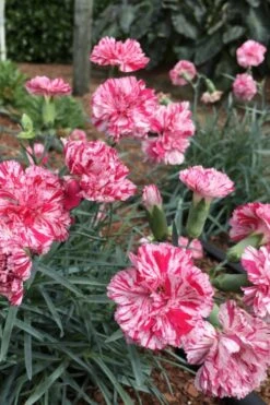 Pinball Wizard Dianthus - 6-Pack Of 1 Gallon Pots -Garden Plant Shop dianthus pinball wizard 5