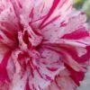 Pinball Wizard Dianthus - 6-Pack Of 1 Gallon Pots