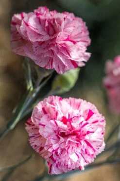 Pinball Wizard Dianthus - 6-Pack Of 1 Gallon Pots -Garden Plant Shop dianthus pinball wizard 7