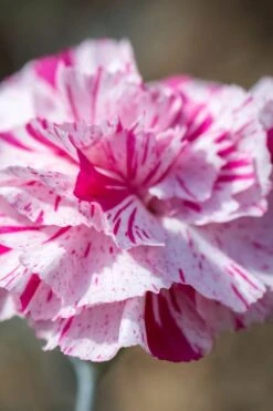Pinball Wizard Dianthus - 6-Pack Of 1 Gallon Pots -Garden Plant Shop dianthus pinball wizard 8