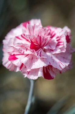 Pinball Wizard Dianthus - 6-Pack Of 1 Gallon Pots -Garden Plant Shop dianthus pinball wizard 9