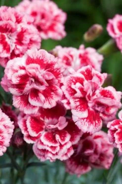 Scent First 'Sugar Plum' Dianthus (Carnation) - 5 Pack Of Quart Pots -Garden Plant Shop dianthus scent first sugar plum 1