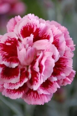 Scent First 'Sugar Plum' Dianthus (Carnation) - 5 Pack Of Quart Pots