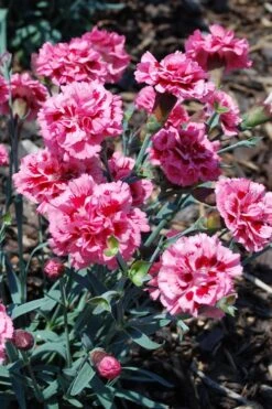Scent First 'Sugar Plum' Dianthus (Carnation) - 5 Pack Of Quart Pots -Garden Plant Shop dianthus scent first sugar plum 7