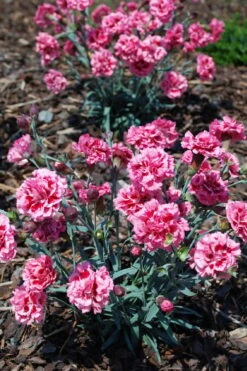 Scent First 'Sugar Plum' Dianthus (Carnation) - 5 Pack Of Quart Pots -Garden Plant Shop dianthus scent first sugar plum 8