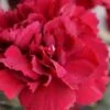 Super Trouper Velvet Red Dianthus (Carnation) - 10 Pack Of Quart Pots