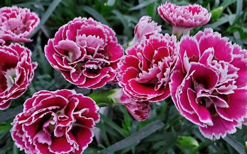 Super Trouper Magenta White Dianthus (Carnation) - 5 Pack Of Quart Pots 5 Super Trouper Magenta White Dianthus (Carnation) - 5 Pack Of Quart Pots - Image 5