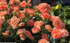 Super Trouper Orange Dianthus (Carnation) - 5 Pack Of Quart Pots -Garden Plant Shop dianthus supertrouper orange 10 1