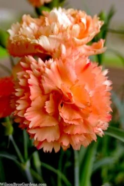 Super Trouper Orange Dianthus (Carnation) - 10 Pack Of Quart Pots -Garden Plant Shop dianthus supertrouper orange 9