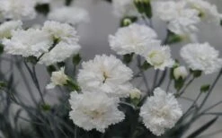 Super Trouper White Dianthus - 5 Pack Of Quart Pots -Garden Plant Shop dianthus supertrouper white carnations 2
