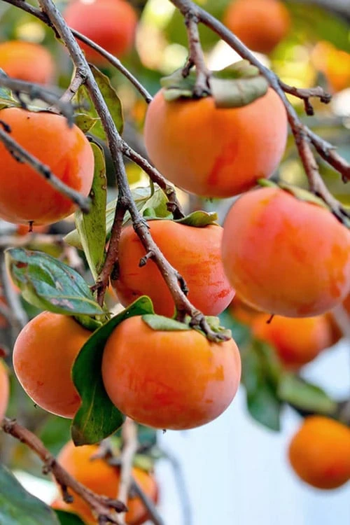Fuyu Persimmon Tree - 7 Gallon Pot (4-5') 8 Fuyu Persimmon Tree - 7 Gallon Pot (4-5') - Image 8
