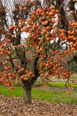 Fuyu Persimmon Tree - 3 Gallon Pot 11 Fuyu Persimmon Tree - 3 Gallon Pot -Garden Plant Shop diospyros kaki fuyu persimmon tree 5