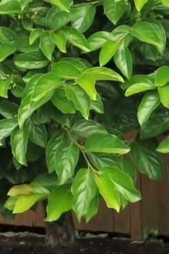 Fuyu Persimmon Tree - 7 Gallon Pot (4-5') 13 Fuyu Persimmon Tree - 7 Gallon Pot (4-5') -Garden Plant Shop diospyros kaki fuyu persimmon tree 6 1