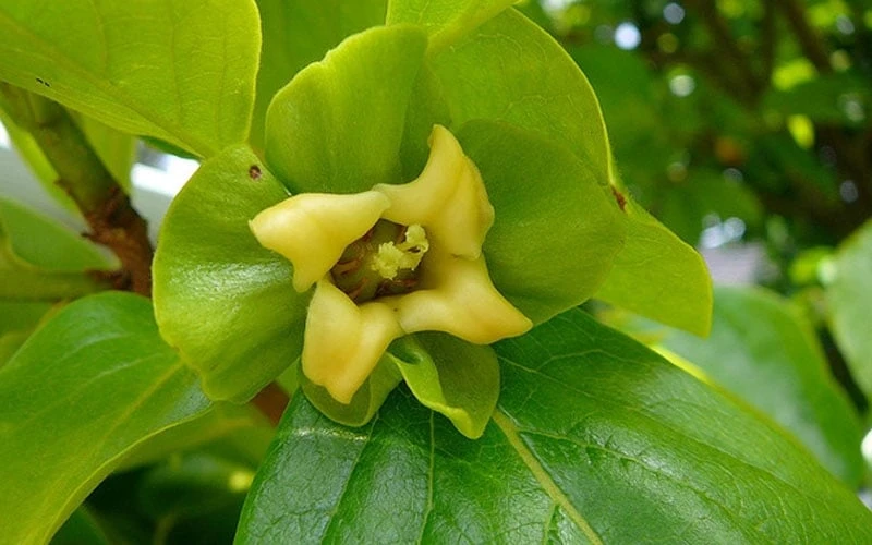 Fuyu Persimmon Tree - 7 Gallon Pot (4-5') 7 Fuyu Persimmon Tree - 7 Gallon Pot (4-5') - Image 7