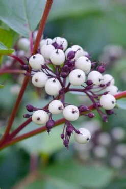 Red Osier Red Twig Dogwood (Cornus Sericea) - 3 Gallon Pot 13 Red Osier Red Twig Dogwood (Cornus Sericea) - 3 Gallon Pot -Garden Plant Shop dogwood red osier 500x750 6