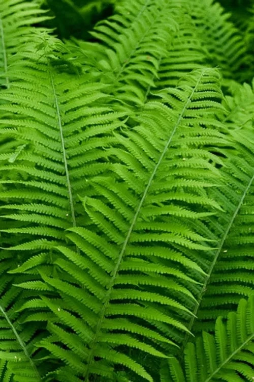 Dixie Wood Fern - Dryopteris Australis - 1 Gallon Pot 4 Dixie Wood Fern - Dryopteris Australis - 1 Gallon Pot - Image 4