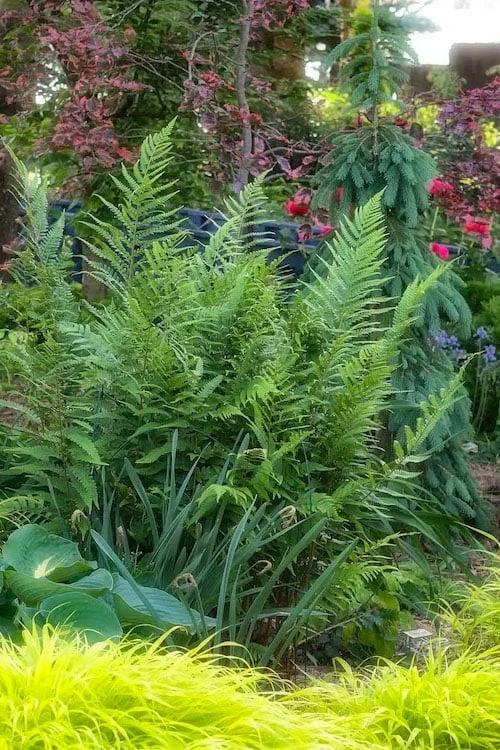 Dixie Wood Fern - Dryopteris Australis - 6 Pack Of 1 Gallon Pots 1 Dixie Wood Fern - Dryopteris Australis - 6 Pack Of 1 Gallon Pots