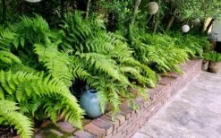 Autumn Brilliance Fern (Dryopteris Erythrosora) - 3 Gallon 14 Autumn Brilliance Fern (Dryopteris Erythrosora) - 3 Gallon -Garden Plant Shop dryopteris erythrosora autumn brilliance fern 10 1