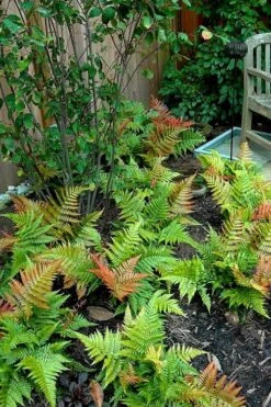 Autumn Brilliance Fern (Dryopteris Erythrosora) - 1 Gallon Pot 15 Autumn Brilliance Fern (Dryopteris Erythrosora) - 1 Gallon Pot -Garden Plant Shop dryopteris erythrosora autumn brilliance fern 11 2