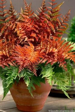 Autumn Brilliance Fern (Dryopteris Erythrosora) - 3 Gallon