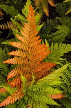 Autumn Brilliance Fern (Dryopteris Erythrosora) - 6 Pack Of 1 Gallon Pots 11 Autumn Brilliance Fern (Dryopteris Erythrosora) - 6 Pack Of 1 Gallon Pots -Garden Plant Shop dryopteris erythrosora autumn brilliance fern 2 3