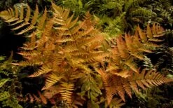 Autumn Brilliance Fern (Dryopteris Erythrosora) - 1 Gallon Pot 12 Autumn Brilliance Fern (Dryopteris Erythrosora) - 1 Gallon Pot -Garden Plant Shop dryopteris erythrosora autumn brilliance fern 3 2