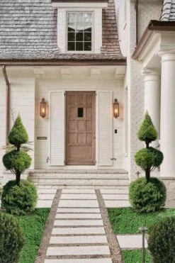 Dwarf Alberta Spruce 2-Ball Cone Topiary - 5 Gallon Pot -Garden Plant Shop dwarf alberta spruce 3 ball poodle tier with pyramid1