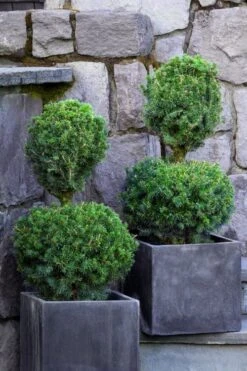 Poodle Tier Dwarf Alberta Spruce Topiary (2-Ball) - 2 Gallon Pot