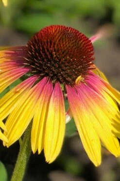 Yellow Rainbow Marcella Coneflower - 1 Gallon Pot -Garden Plant Shop echinacea butterfly yellow rainbow marcella coneflower 1