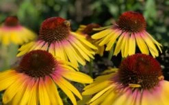 Yellow Rainbow Marcella Coneflower - 1 Gallon Pot -Garden Plant Shop echinacea butterfly yellow rainbow marcella coneflower 5