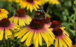 Yellow Rainbow Marcella Coneflower - 1 Gallon Pot -Garden Plant Shop echinacea butterfly yellow rainbow marcella coneflower 6