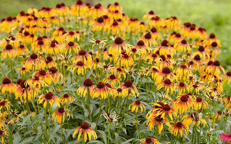 Fiery Meadow Mama Coneflower (Echinacea) - 6 Pack Of 1 Gallon Pots 7 Fiery Meadow Mama Coneflower (Echinacea) - 6 Pack Of 1 Gallon Pots - Image 7