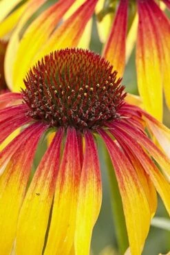 Fiery Meadow Mama Coneflower (Echinacea) - 6 Pack Of 1 Gallon Pots 11 Fiery Meadow Mama Coneflower (Echinacea) - 6 Pack Of 1 Gallon Pots -Garden Plant Shop echinacea fiery meadow mama coneflower 3