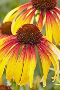 Fiery Meadow Mama Coneflower (Echinacea) - 6 Pack Of 1 Gallon Pots 12 Fiery Meadow Mama Coneflower (Echinacea) - 6 Pack Of 1 Gallon Pots -Garden Plant Shop echinacea fiery meadow mama coneflower 4