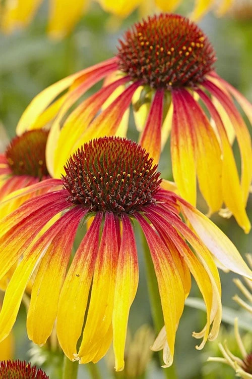 Fiery Meadow Mama Coneflower (Echinacea) - 6 Pack Of 1 Gallon Pots 1 Fiery Meadow Mama Coneflower (Echinacea) - 6 Pack Of 1 Gallon Pots