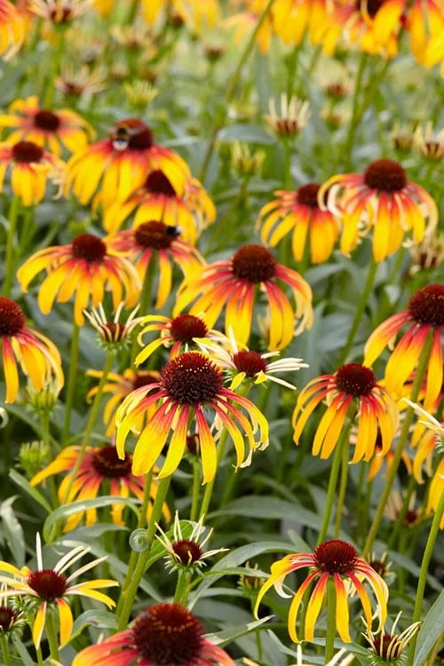 Fiery Meadow Mama Coneflower (Echinacea) - 6 Pack Of 1 Gallon Pots 4 Fiery Meadow Mama Coneflower (Echinacea) - 6 Pack Of 1 Gallon Pots - Image 4