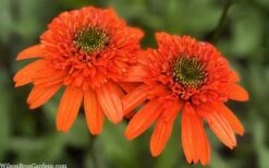 Moab Sunset Coneflower (Echinacea) - 1 Gallon Pot -Garden Plant Shop echinacea moab sunset orange coneflower 11