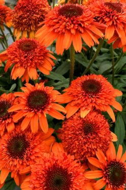 Moab Sunset Coneflower (Echinacea) - 1 Gallon Pot -Garden Plant Shop echinacea moab sunset orange coneflower 2