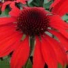 Panama Red Coneflower (Echinacea) - 5 Pack Of Quart Pots