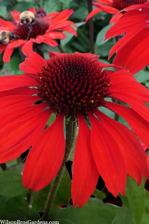 Panama Red Coneflower (Echinacea) - 1 Gallon Pot 1 Panama Red Coneflower (Echinacea) - 1 Gallon Pot