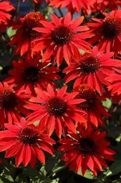 Panama Red Coneflower (Echinacea) - 5 Pack Of Quart Pots 9 Panama Red Coneflower (Echinacea) - 5 Pack Of Quart Pots -Garden Plant Shop echinacea panama red coneflower 2