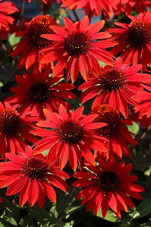 Panama Red Coneflower (Echinacea) - 5 Pack Of Quart Pots 5 Panama Red Coneflower (Echinacea) - 5 Pack Of Quart Pots - Image 5