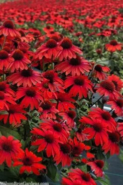 Panama Red Coneflower (Echinacea) - 5 Pack Of Quart Pots 8 Panama Red Coneflower (Echinacea) - 5 Pack Of Quart Pots -Garden Plant Shop echinacea panama red coneflower 3