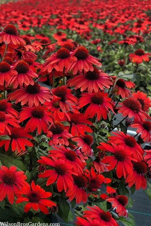Panama Red Coneflower (Echinacea) - 5 Pack Of Quart Pots 4 Panama Red Coneflower (Echinacea) - 5 Pack Of Quart Pots - Image 4
