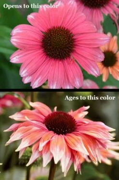 Playful Meadow Mama Coneflower (Echinacea) - 1 Gallon Pot -Garden Plant Shop echinacea playful meadow mama coneflower 5