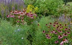 Purple Coneflower (Echinacea) - 6 Pack Of 1 Gallon Pots -Garden Plant Shop echinacea purpurea purple coneflower 23