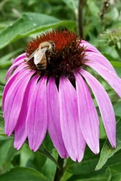 Purple Coneflower (Echinacea) - 6 Pack Of 1 Gallon Pots -Garden Plant Shop echinacea purpurea purple coneflower 27