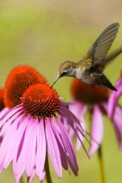 Purple Coneflower (Echinacea) - 6 Pack Of 1 Gallon Pots -Garden Plant Shop echinacea purpurea purple coneflower 28